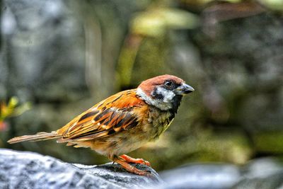 Close-up of bird perching on rock