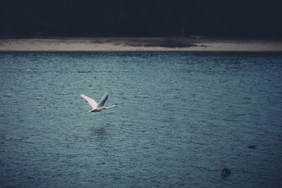 Bird flying over sea