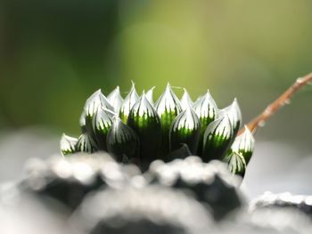 Close-up of white flowering plant