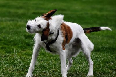 Dog on field