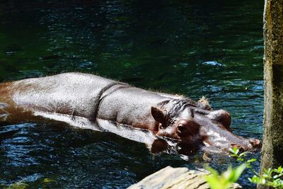 High angle view of hippopotamus in lake