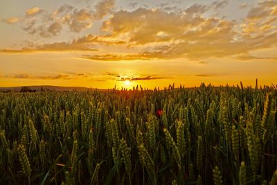 Crops growing on field against sky during sunset