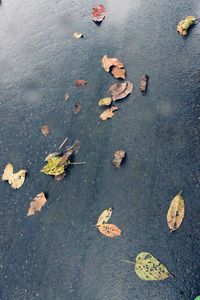 Fallen leaves on road