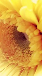 Macro shot of yellow flower