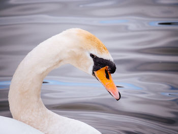 Close-up of swan in lake