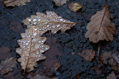 High angle view of raindrops on leaf