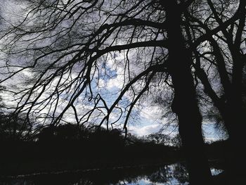 Low angle view of tree against sky