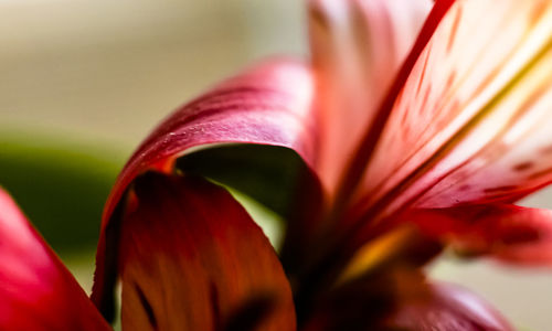 Close-up of red flower