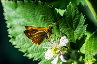 Close-up of butterfly pollinating on flower