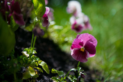 Close-up of pink flowers