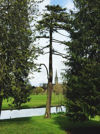 View of trees in park