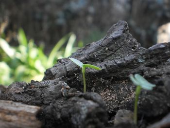 Close-up of lizard on plant