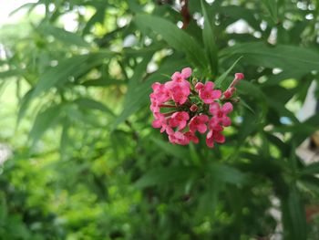 Close-up of pink flowering plant