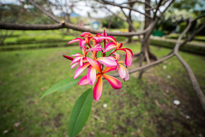 Close-up of pink flowers blooming outdoors