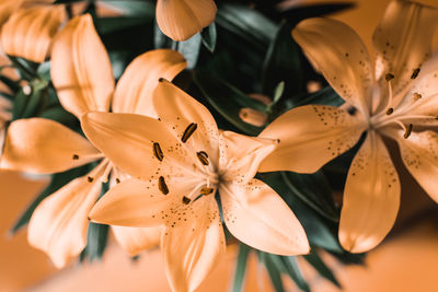 Close-up of flowers