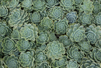 Full frame shot of succulent plant