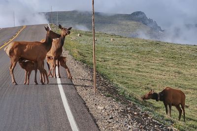 Two baby elks nursing on a mountain road in rocky mountain national park