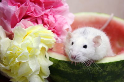 White rat sitting in half a watermelon near colorful flowers from napkins. symbol of new year 2020