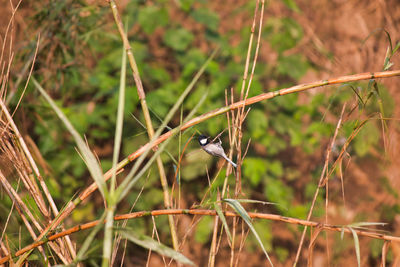 View of bird perching on a land