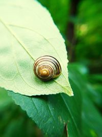 Close-up of snail on leaf