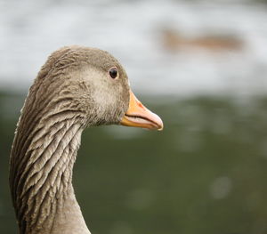 Close-up of a bird