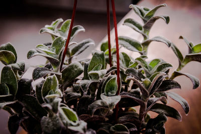 Close-up of potted plant