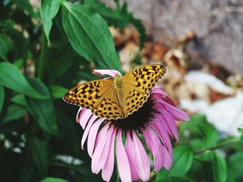 Close-up of butterfly pollinating on coneflower