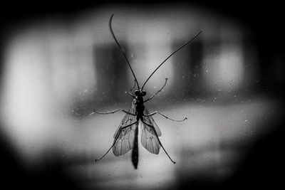 Close-up of housefly on glass