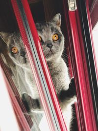 Portrait of cat sitting on window