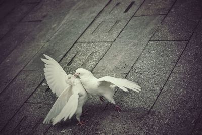 Close-up of bird flying