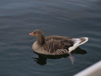 High angle view of duck swimming in lake