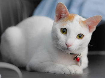 Close-up portrait of white cat