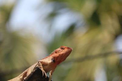 Close-up of a lizard