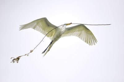 Low angle view of bird flying against clear sky