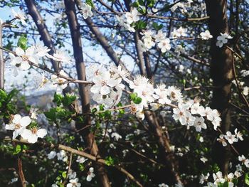 Low angle view of apple blossoms in spring