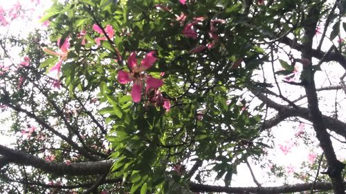 Low angle view of pink flowers on tree