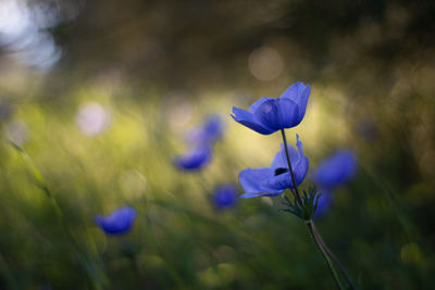 Close-up of purple anemone flowers on field