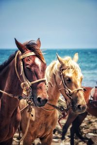 Horses in the sea