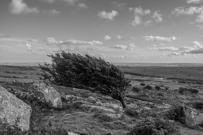 Windswept tree on field against sky