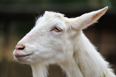 Close-up of goat looking away