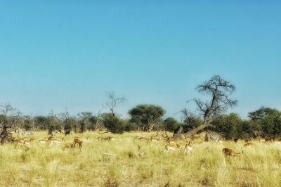 Scenic view of field against clear blue sky