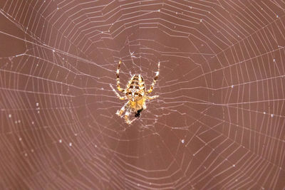 Close-up of spider on web