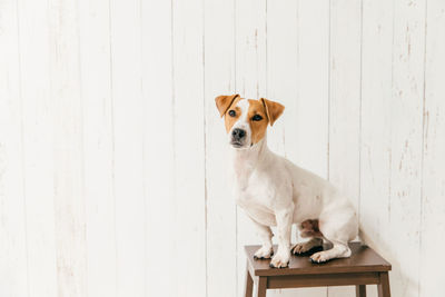 Portrait of dog sitting on wood against wall