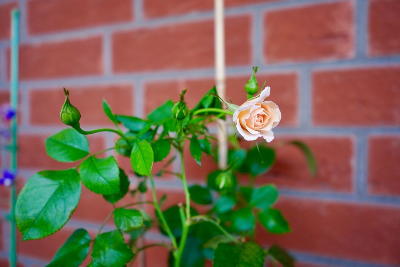 CLOSE-UP OF PLANT ON WALL