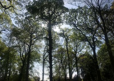 Low angle view of trees in forest against sky