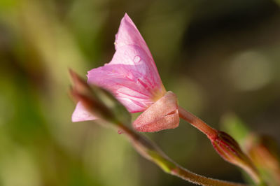 Close-up of pink rose flower