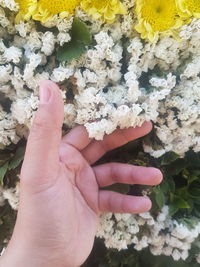 Close-up of hand holding small flower