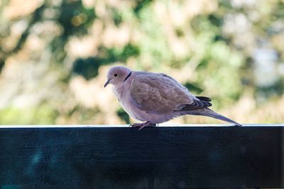 Close-up of bird perching on wood