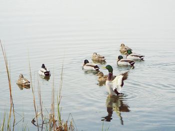 View of ducks floating in water