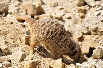 Close-up of meerkat on rock